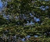 Продать Квартиры вторичка пос. Шушары, Московское шоссе, 246А   