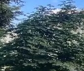 Продать Комнаты в квартирах Малодетскосельский проспект, 29   