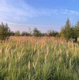 Продажа земли деревня Аргуново