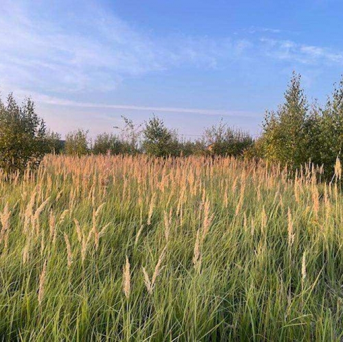 Земельный участок деревня Аргуново