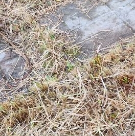 Продажа дома Трубников Бор садоводческий массив, Полиграфмаш СНТ, 3-я линия,  д. 101