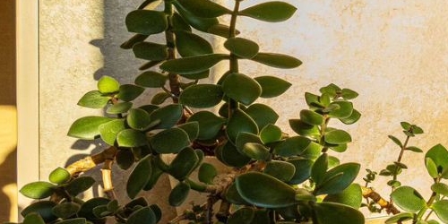 3-комн квартира Лужская улица, 4К1