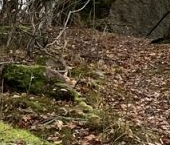 Продать Квартиры вторичка Советский пгт, улица Садовая, 40   