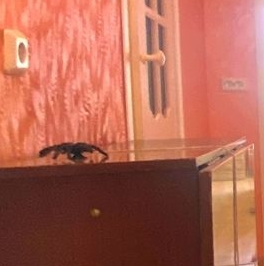 Продажа 2-комн квартиры на вторичном рынке Егорьевск, Сосновая улица, 6 Продажа 2-комн квартиры на вторичном рынке Егорьевск, Сосновая улица, 6