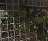 Сдать в аренду Квартиры вторичка улица Генерала Симоняка, 15   