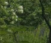 Продать Дачи, коттеджи, загородные дома Кириши, площадь Ленина   