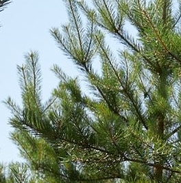 Продажа земли Ленинское кп, пос. Ленинское Продажа земли Ленинское кп, пос. Ленинское