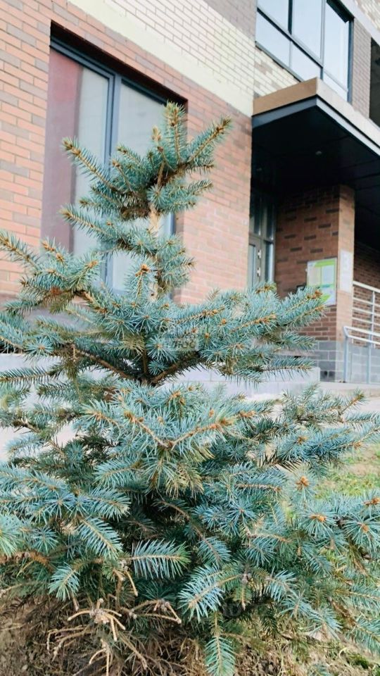 Продажа 1-комн квартиры на вторичном рынке Пискаревский проспект, 25к2