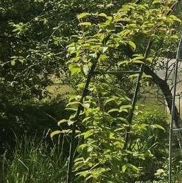 Продажа дома Красницы садоводческий массив, 5-я линия Продажа дома Красницы садоводческий массив, 5-я линия