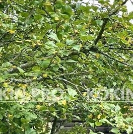 Продажа дома Пупышево садоводческий массив, Художник СНТ, 7-я линия