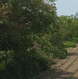 Продажа земли Учхоз садоводческий массив, Статор СНТ, д. 27 Продажа земли Учхоз садоводческий массив, Статор СНТ, д. 27