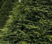 Продать Дачи, коттеджи, загородные дома Ладожское СНТ   