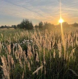 Продажа земли деревня Аргуново