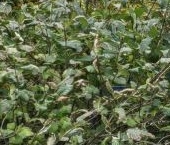 Продать Квартиры вторичка Колпинская улица, 19   