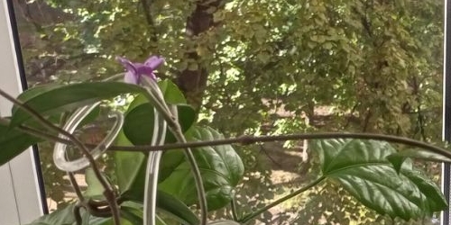 Комната 17-я Васильевского острова линия, 38