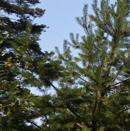 Продажа земли Ленинское кп, пос. Ленинское Продажа земли Ленинское кп, пос. Ленинское