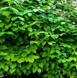 Продажа 2-комн квартиры на вторичном рынке Сестрорецк, улица Николая Соколова, 40