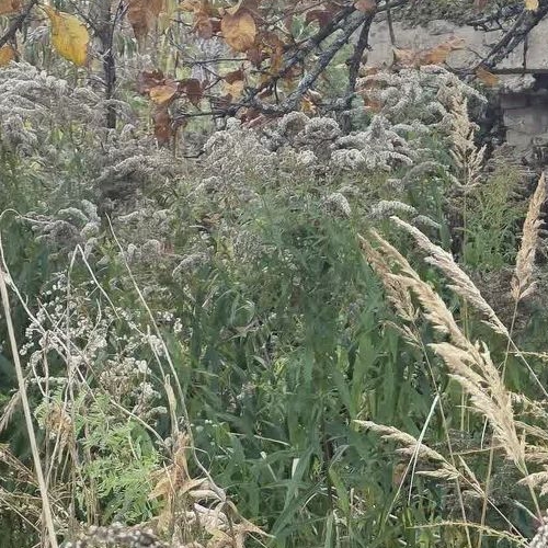 Коттедж/дом Березка СНТ, улица 17-я, 159