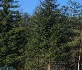 Продать Дачи, коттеджи, загородные дома д. Сорочкино, улица Сосновая, 18   