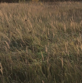 Продажа земли Заворово, 46К-5041