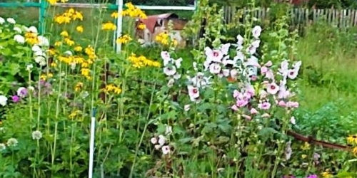 2-комн квартира Сертолово, Выборгское шоссе, 1