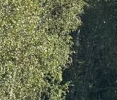 Продать Дачи, коттеджи, загородные дома Синицыно кп  246 