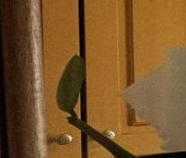 Продать Квартиры вторичка Нахабино пгт, улица Новая Лесная, 1   