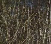 Продать Дачи, коттеджи, загородные дома Маяк СНТ, улица Радужная, 8   