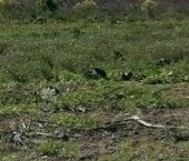 Продать Земельные участки, земля д. Подгородье, улица Новгородская   