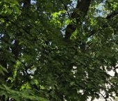 Продать Комнаты в квартирах улица Свободы, 17   