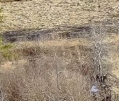 Продать Земельные участки, земля У Лукоморья СНТ   