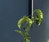 Продать Квартиры вторичка Петергофское шоссе, 72к4   