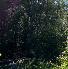 Продажа земли Удачное СНТ