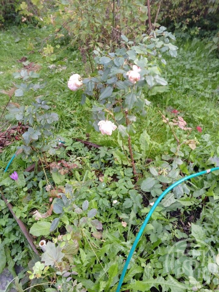 Продажа земли Лебяжье городской поселок