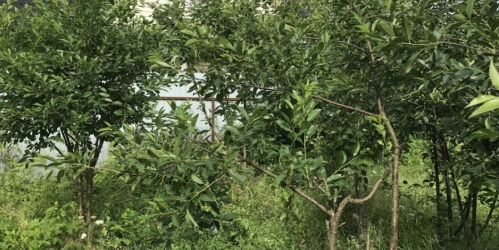 Коттедж/дом Белоостров пос., Инструментальная ул. ,  д. 8