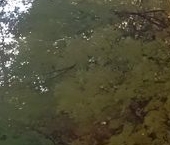 Продать Комнаты в квартирах Пушкин, Павловское шоссе, 31   