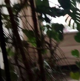 Аренда 1-комн квартиры на вторичном рынке Южнобутовская улица, 77 Аренда 1-комн квартиры на вторичном рынке Южнобутовская улица, 77