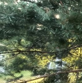 Продажа земли Центральный мкр, Вырица городской поселок Продажа земли Центральный мкр, Вырица городской поселок