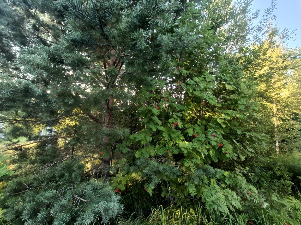 Продажа земли Центральный мкр, Вырица городской поселок