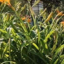 Продажа 1-комн квартиры на вторичном рынке д. Новое Девяткино, улица Капральская, 15 Продажа 1-комн квартиры на вторичном рынке д. Новое Девяткино, улица Капральская, 15