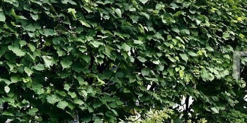 4-комн квартира улица Ефремова, 19к1