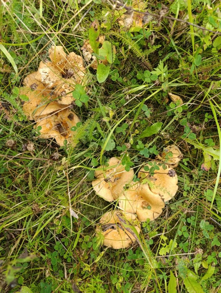 Продажа земли д. Калитино, улица Деревенская