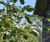 Продать Дачи, коттеджи, загородные дома Восход садоводческий массив, Петрокрепость СНТ, 7-я линия, 129   