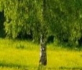 Продать Земельные участки, земля пос. Алексеевка, улица Лесная   