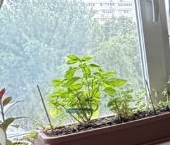 Продать Квартиры вторичка проезд Черепановых, 38к1   