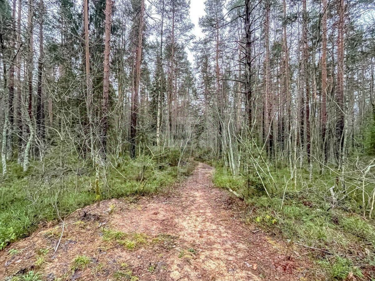 Продажа земли Рощино пгт, улица Молодежная, 3