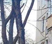 Сдать в аренду Квартиры вторичка Сестрорецк, набережная Строителей, 10   