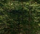 Продать Дачи, коттеджи, загородные дома Северная Жемчужина СНП, 7-я линия   