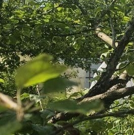 Продажа дома Красницы садоводческий массив, 5-я линия Продажа дома Красницы садоводческий массив, 5-я линия