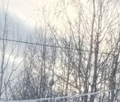 Продать Дачи, коттеджи, загородные дома Никольское, Лесное-1 СНТ, 3   